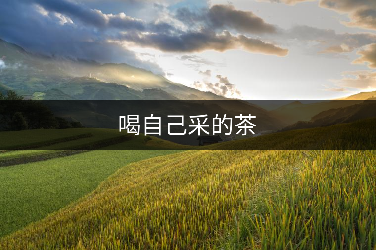 喝自己采的茶 喝自己采的茶