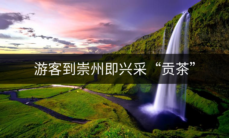 游客到崇州即興采“貢茶”