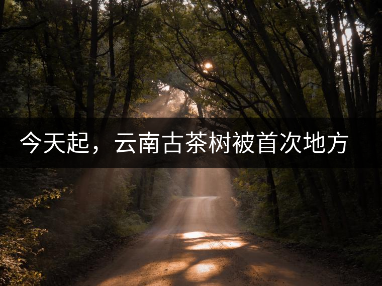 今天起，云南古茶樹被首次地方立法保護(hù)