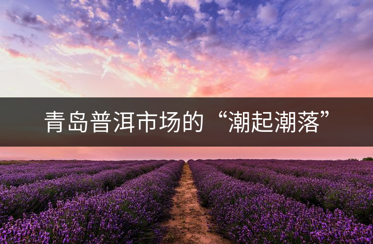 青島普洱市場的“潮起潮落” 青島普洱市場的“潮起潮落”