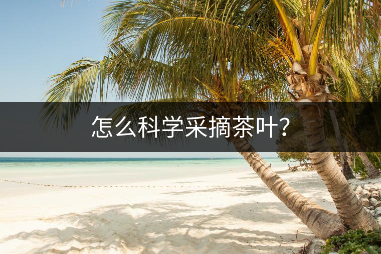 怎么科學(xué)采摘茶葉? 怎么科學(xué)采摘茶葉?