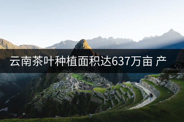 云南茶葉種植面積達637萬畝 產(chǎn)業(yè)規(guī)模創(chuàng)新高 云南茶葉種植面積達637萬畝 產(chǎn)業(yè)規(guī)模創(chuàng)新高