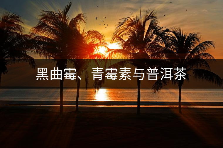 黑曲霉、青霉素與普洱茶