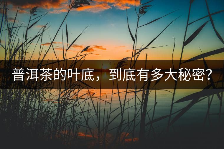 普洱茶的葉底，到底有多大秘密？