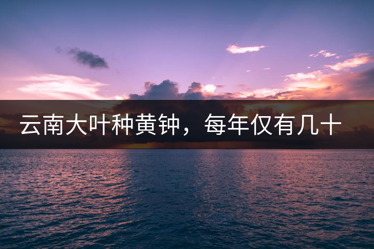 云南大葉種黃鐘，每年僅有幾十公斤的產(chǎn)量，堪稱茶界的“大熊貓”