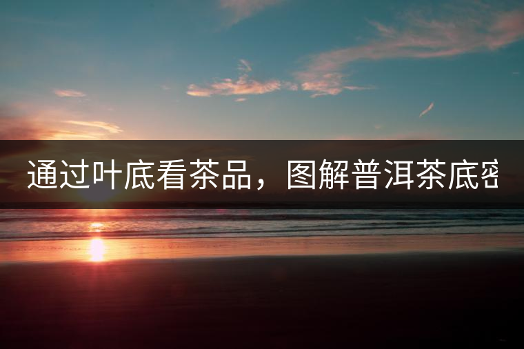 通過葉底看茶品，圖解普洱茶底密碼！