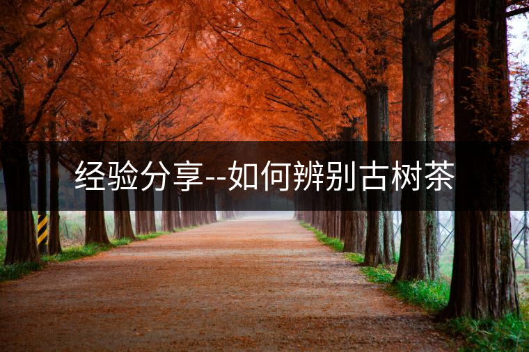 經驗分享--如何辨別古樹茶 經驗分享--如何辨別古樹茶