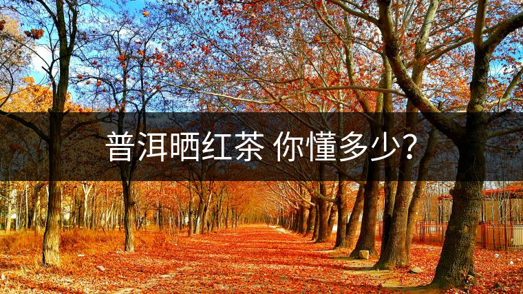 普洱曬紅茶 你懂多少？