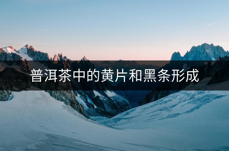 普洱茶中的黃片和黑條形成 普洱茶中的黃片和黑條形成