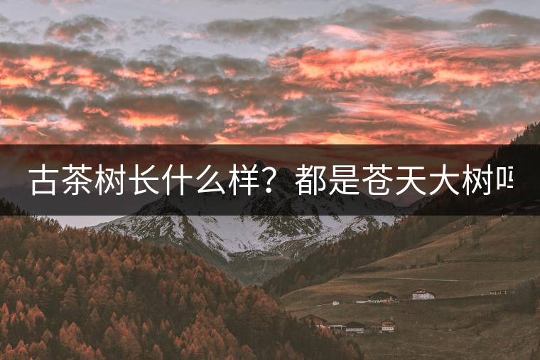 古茶樹長(zhǎng)什么樣？都是蒼天大樹嗎？