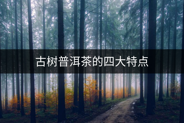 古樹普洱茶的四大特點 古樹普洱茶的四大特點