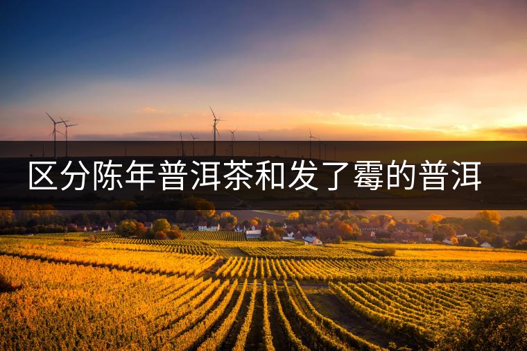 區(qū)分陳年普洱茶和發(fā)了霉的普洱有什么不同？