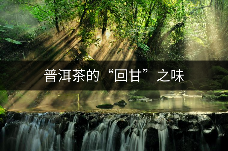 普洱茶的“回甘”之味 普洱茶的“回甘”之味