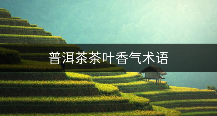 普洱茶茶葉香氣術語 普洱茶茶葉香氣術語