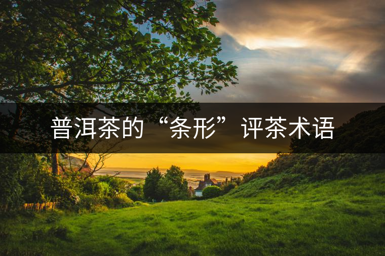 普洱茶的“條形”評茶術語 普洱茶的“條形”評茶術語