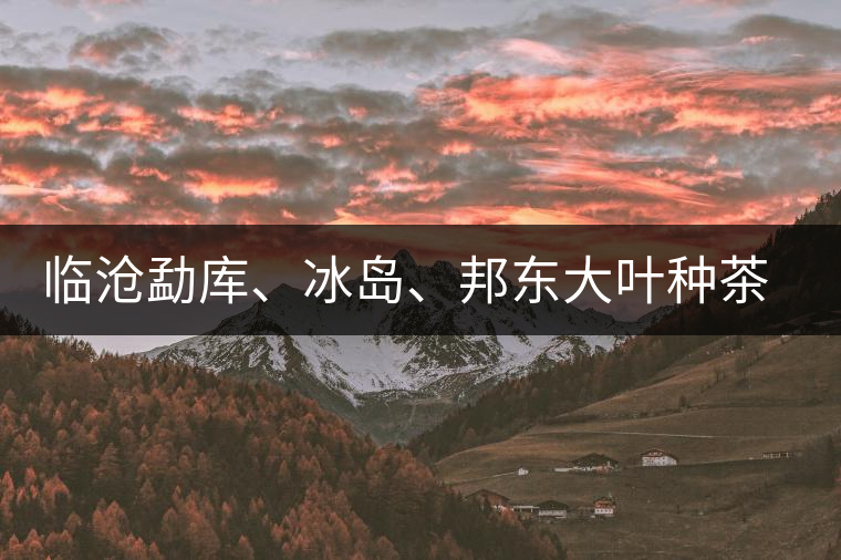 臨滄勐庫(kù)、冰島、邦東大葉種茶的解析