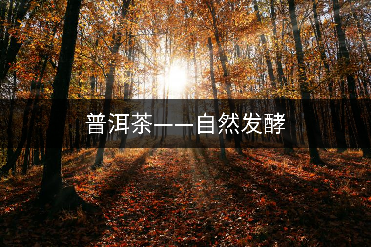 普洱茶——自然發(fā)酵 普洱茶——自然發(fā)酵