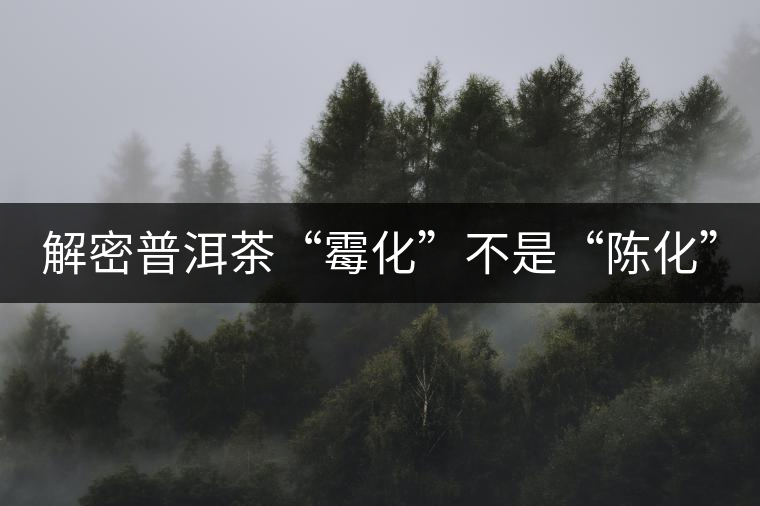解密普洱茶“霉化”不是“陳化” 解密普洱茶“霉化”不是“陳化”