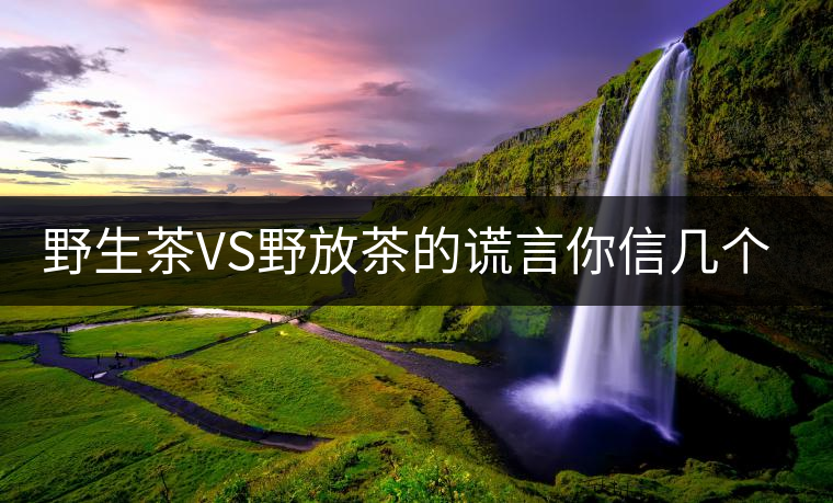 野生茶VS野放茶的謊言你信幾個(gè)？