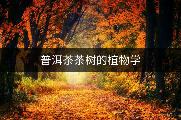 普洱茶茶樹的植物學 普洱茶茶樹的植物學