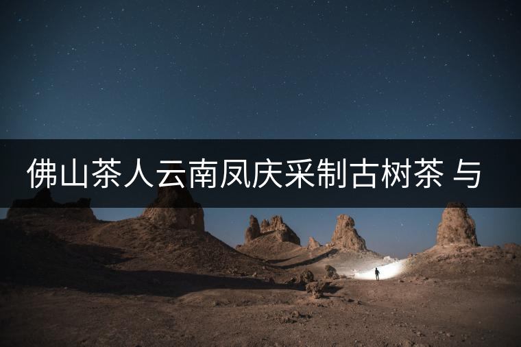 佛山茶人云南鳳慶采制古樹茶 與天地古人對(duì)話