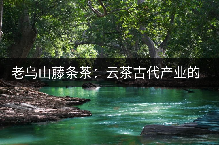老烏山藤條茶:云茶古代產(chǎn)業(yè)的活見(jiàn)證(3)傳統(tǒng)種植成就了普洱古茶樹(shù) 老烏山藤條茶:云茶古代產(chǎn)業(yè)的活見(jiàn)證(3)傳統(tǒng)種植成就了普洱古茶樹(shù)