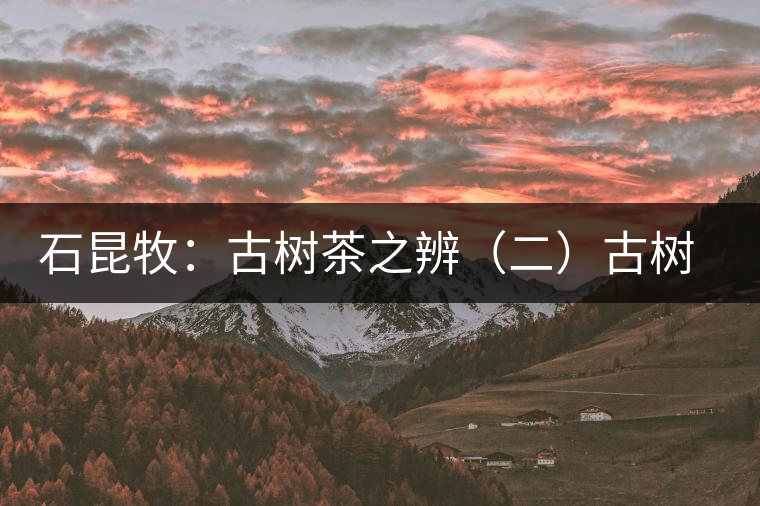 石昆牧：古樹茶之辨（二）古樹小樹之辨