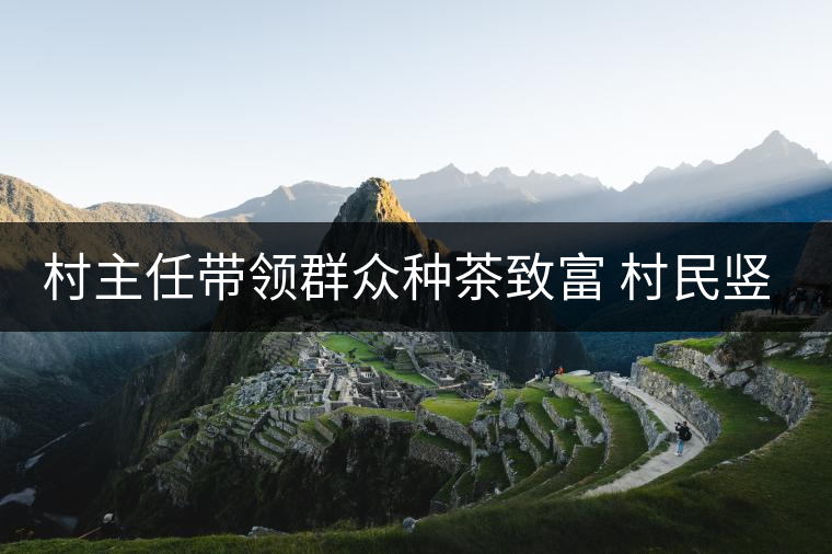 村主任帶領群眾種茶致富 村民豎起大拇指 村主任帶領群眾種茶致富 村民豎起大拇指