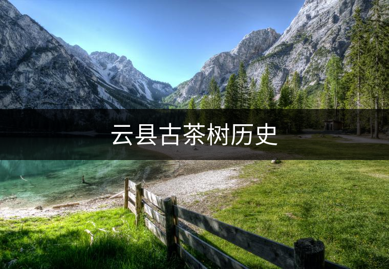 云縣古茶樹歷史 云縣古茶樹歷史