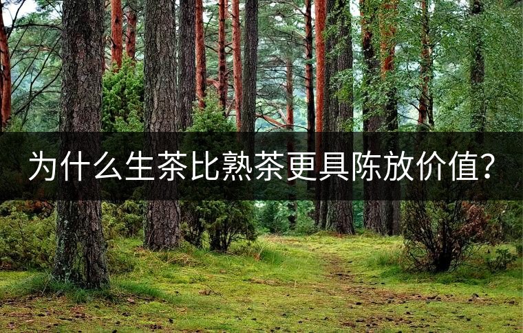 為什么生茶比熟茶更具陳放價(jià)值？