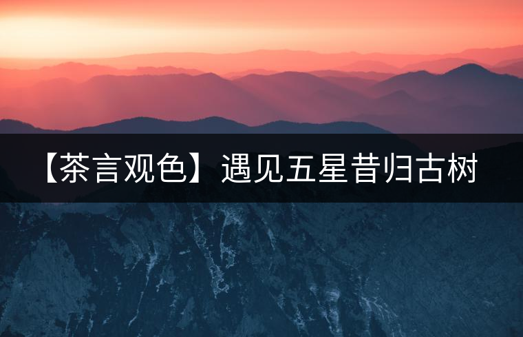 【茶言觀色】遇見(jiàn)五星昔歸古樹(shù)之美 【茶言觀色】遇見(jiàn)五星昔歸古樹(shù)之美