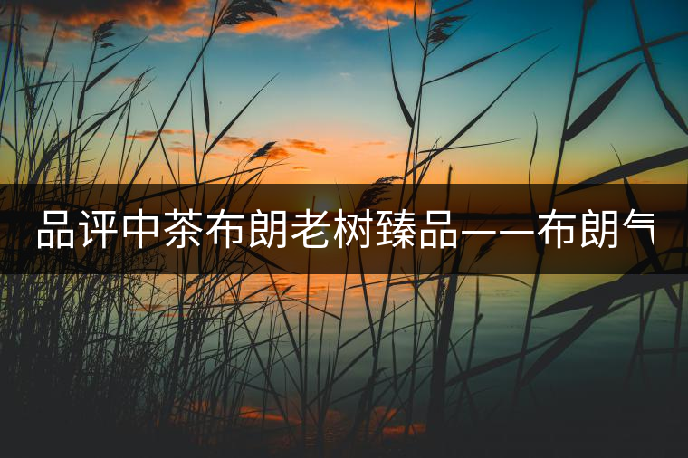 品評中茶布朗老樹臻品——布朗氣韻 濃強(qiáng)回甘