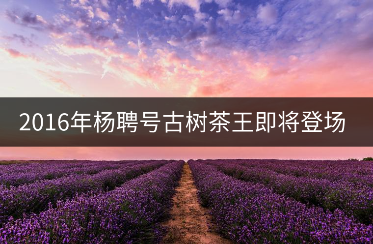 2016年楊聘號古樹茶王即將登場！