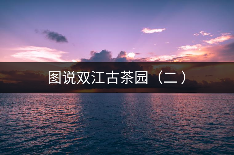 圖說(shuō)雙江古茶園（二 ）