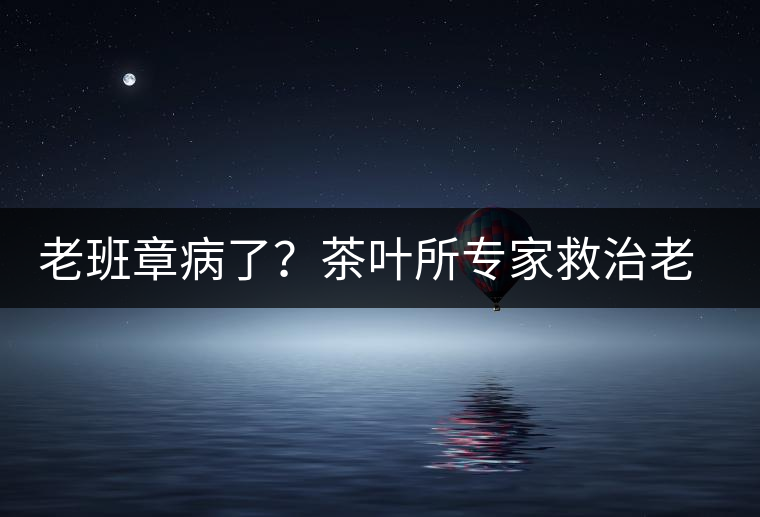 老班章病了？茶葉所專家救治老班章古茶樹