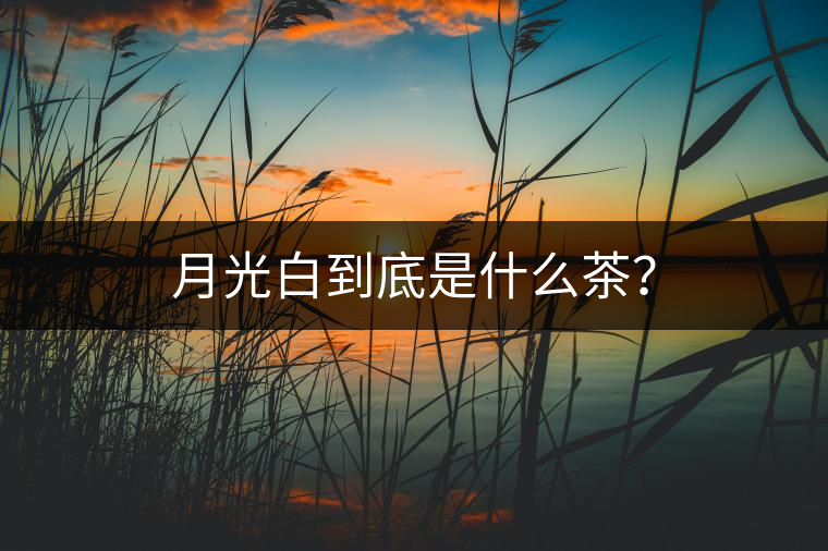 月光白到底是什么茶？