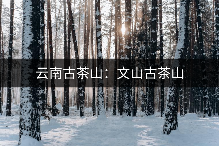 云南古茶山：文山古茶山