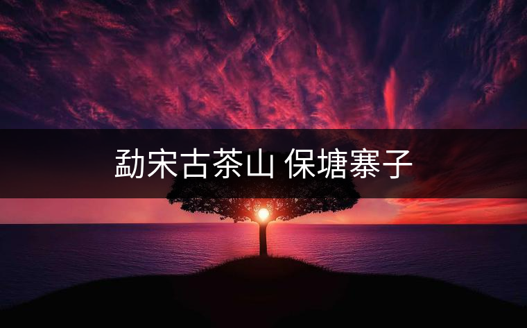 勐宋古茶山 保塘寨子