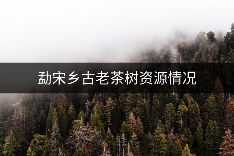 勐宋鄉(xiāng)古老茶樹資源情況 勐宋鄉(xiāng)古老茶樹資源情況