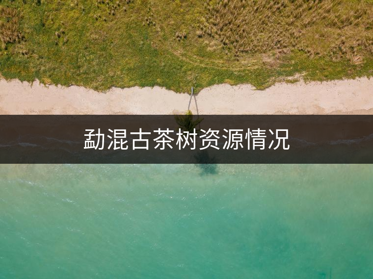 勐混古茶樹資源情況 勐混古茶樹資源情況