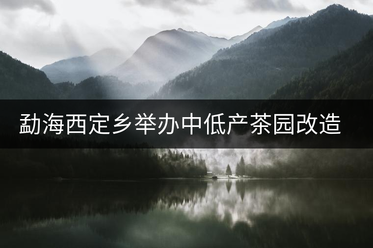 勐海西定鄉(xiāng)舉辦中低產(chǎn)茶園改造培訓 勐海西定鄉(xiāng)舉辦中低產(chǎn)茶園改造培訓
