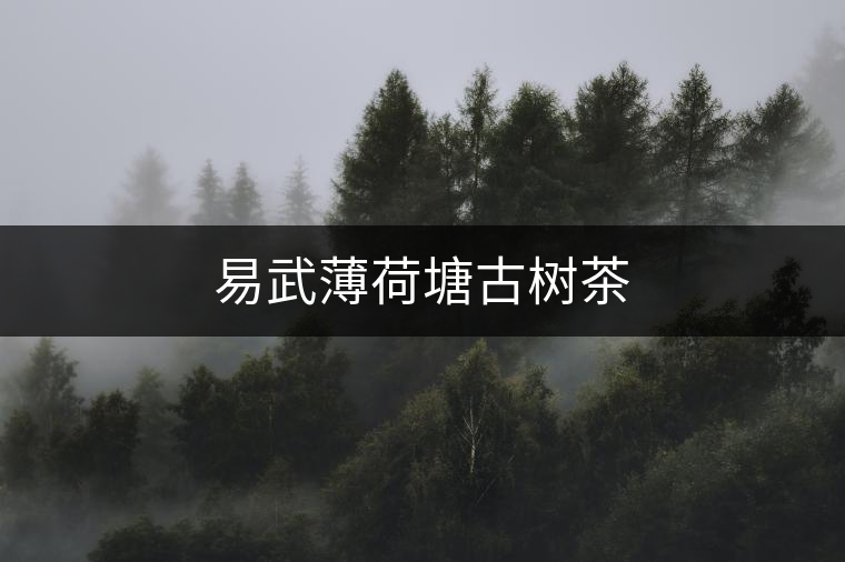 易武薄荷塘古樹茶