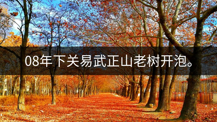 08年下關(guān)易武正山老樹開泡。