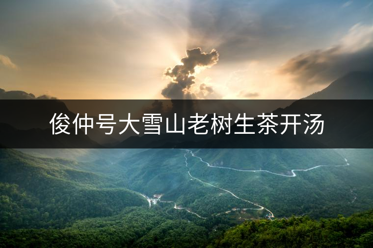 俊仲號大雪山老樹生茶開湯 俊仲號大雪山老樹生茶開湯