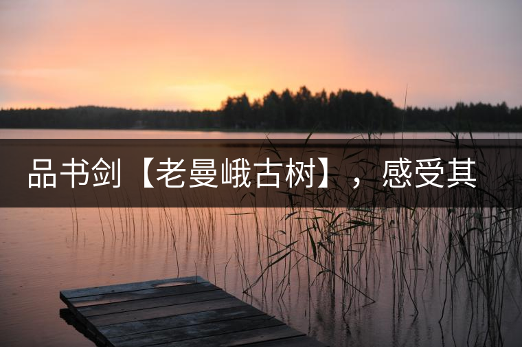 品書劍【老曼峨古樹】，感受其霸道苦韻