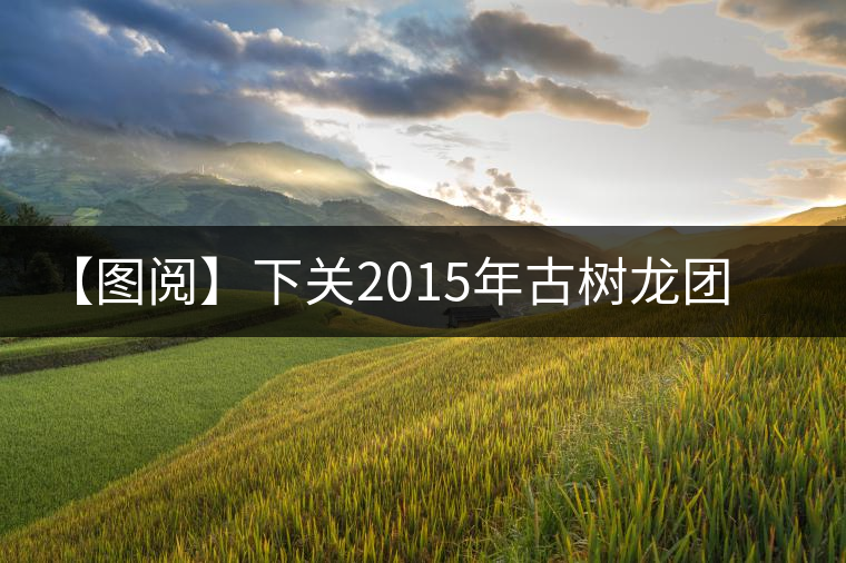 【圖閱】下關(guān)2015年古樹龍團(tuán)茶開湯 【圖閱】下關(guān)2015年古樹龍團(tuán)茶開湯