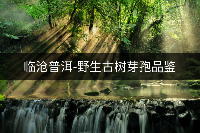 臨滄普洱-野生古樹(shù)芽孢品鑒 臨滄普洱-野生古樹(shù)芽孢品鑒