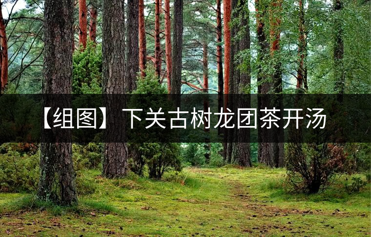 【組圖】下關(guān)古樹龍團茶開湯