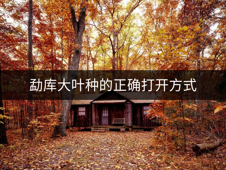 勐庫大葉種的正確打開方式 勐庫大葉種的正確打開方式