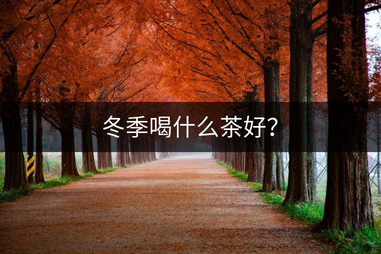 冬季喝什么茶好？